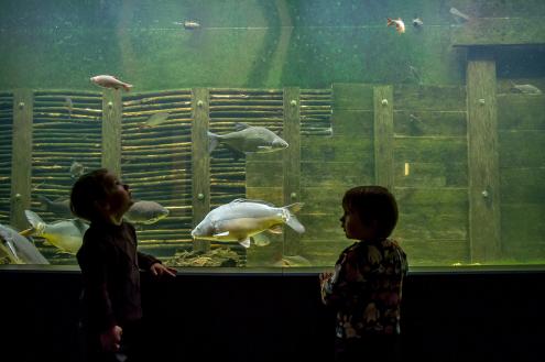 Auf Augenhöhe mit Karpfen und Co. – Kinder vor dem Riesenaquarium im Haus der Tausend Teiche (Foto: Karsten Nitsch)