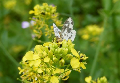Ein Harlekinfalter (Abraxas sylvata) läßt sich den Nektar des Senf schmecken.