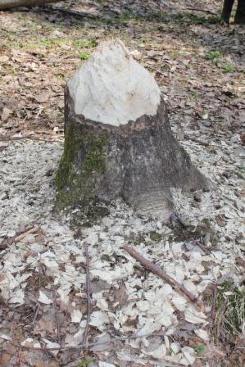 Biberfraßbild
