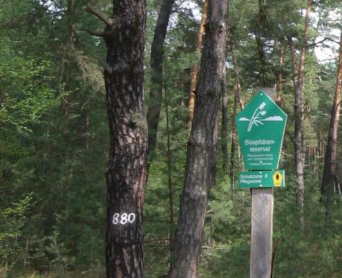 Kiefernwald