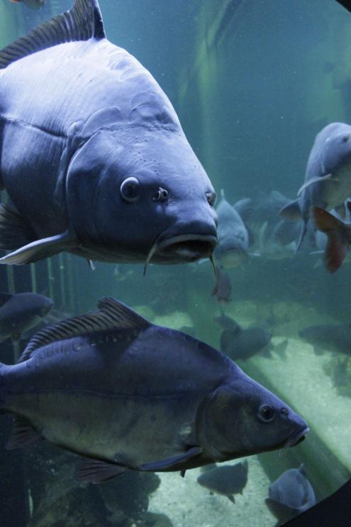 Karpfen im Aquarium des Hauses der Tausend Teiche; Foto: S. Blaß