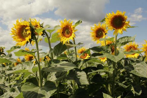 Sonnenblumenfeld_ Foto: Sandro Tenne
