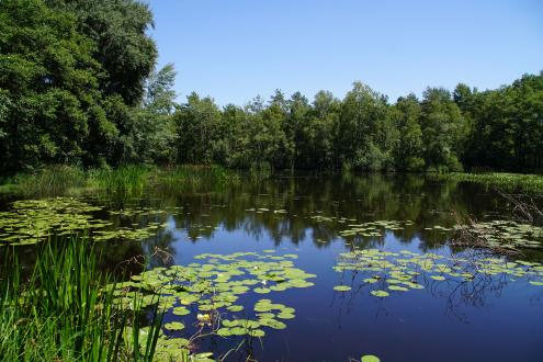 Galgenteich bei Corsta_Mario Trampenau