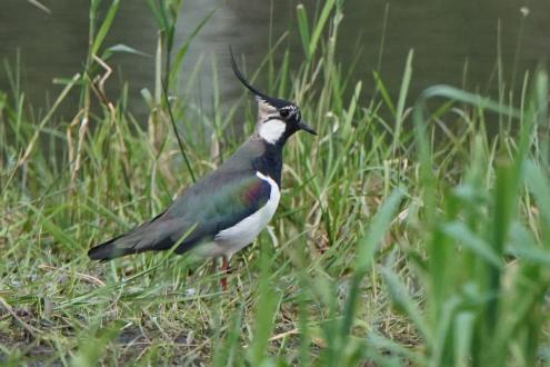 Kiebitz (Foto: Mario Trampenau, Biosphärenreservatsverwaltung) 