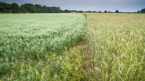 Anbau alter getreidesorten auf dem Modellacker in Wartha (Foto: Steffen Krausche)
