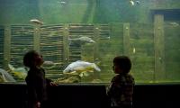 Auf Augenhöhe mit Karpfen und Co. – Kinder vor dem Riesenaquarium im Haus der Tausend Teiche (Foto: Karsten Nitsch)