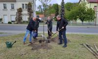 Pflanzung einer Mehlbeere in Uhyst