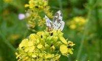 Ein Harlekinfalter (Abraxas sylvata) läßt sich den Nektar des Senf schmecken.
