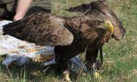 Ausgewildertes Seeadlerweibchen