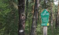 Kiefernwald