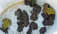 Knoblauchkröten, Rotbauchunken und Teichfrösche warten auf eine sichere Straßenüberquerung (Foto: Dirk Weis, Biosphärenreservatsverwaltung)
