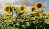 Sonnenblumenfeld_ Foto: Sandro Tenne