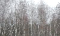 Birkenwald an einem Wiesenrand