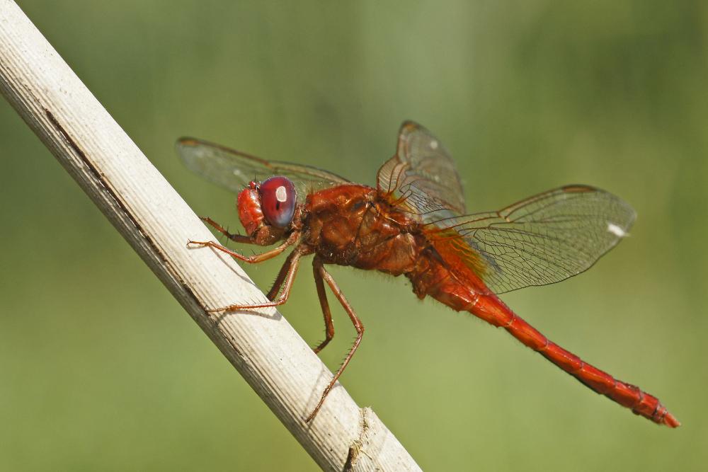 Feuerlibelle_Mario Trampenau