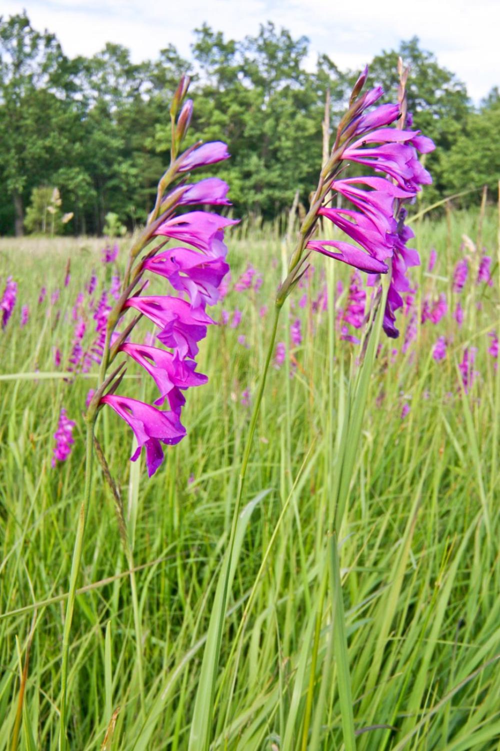 Wilde Wiesengladiole